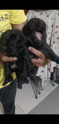 Labrador puppy available non pedigree