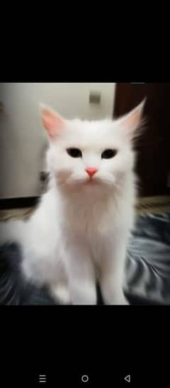 Percian Cat Female For sale Whatsapp me 03198109155