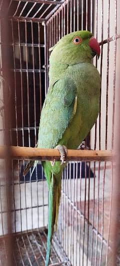 green ring neck parrot pair