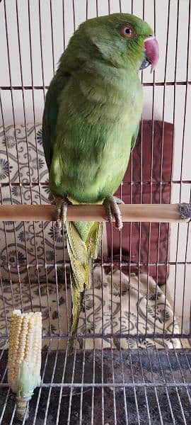 green ring neck parrot pair 1