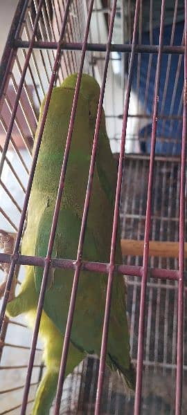 green ring neck parrot pair 2