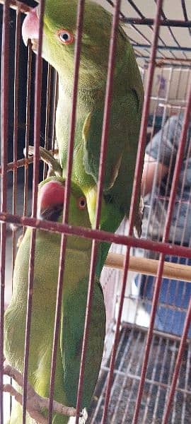 green ring neck parrot pair 3