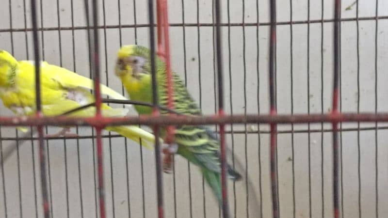 Australian Parrot Budgies For Sale Without Cage 4