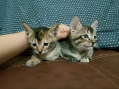 two female semi persian cat