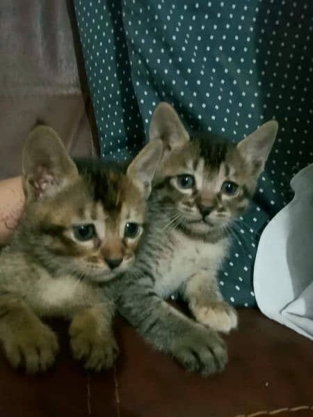 two female semi persian cat 1