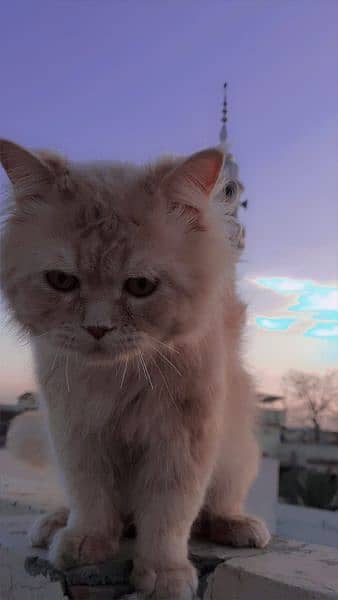 Persian Cat 1