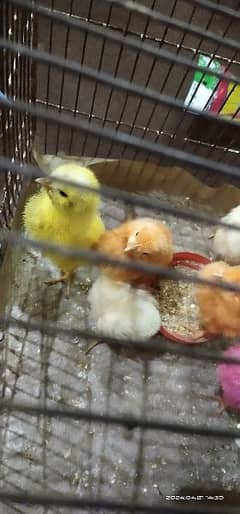 6 chicks for sale