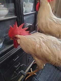 cocks