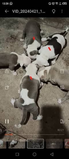 pitbull puppies for sale 0
