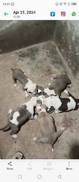 pitbull puppies for sale 1