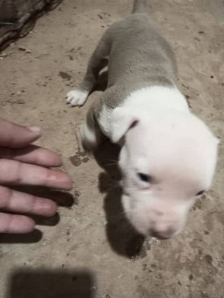 pitbull puppies for sale 6