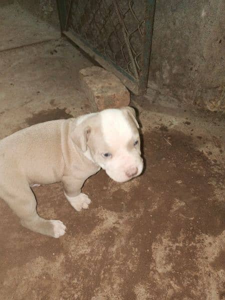 pitbull puppies for sale 9