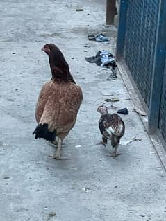 aseel pair + 1 chick