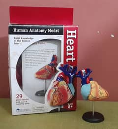 Human Anatomy Model (Heart) for SALE! 0