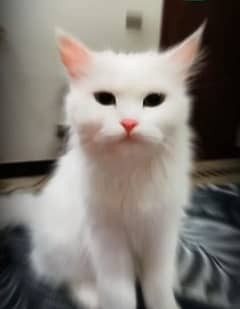 Percian Cat Female For sale Whatsapp me 03198109155