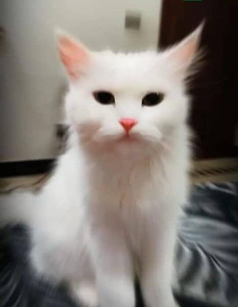 Percian Cat Female For sale Whatsapp me 03198109155 0