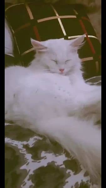 Percian Cat Female For sale Whatsapp me 03198109155 1