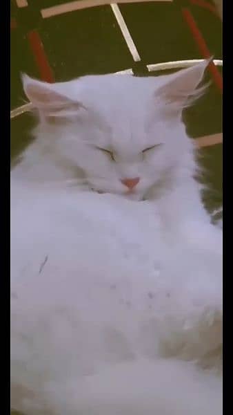 Percian Cat Female For sale Whatsapp me 03198109155 4