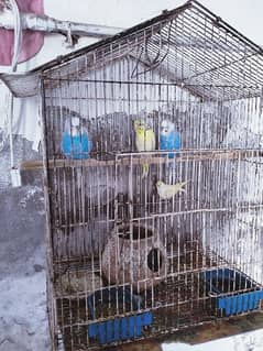 parrot for sale (04 )