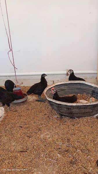 austrolop/Australorp/misri/lohman brown hens/rir /egg layinglohman hen 0
