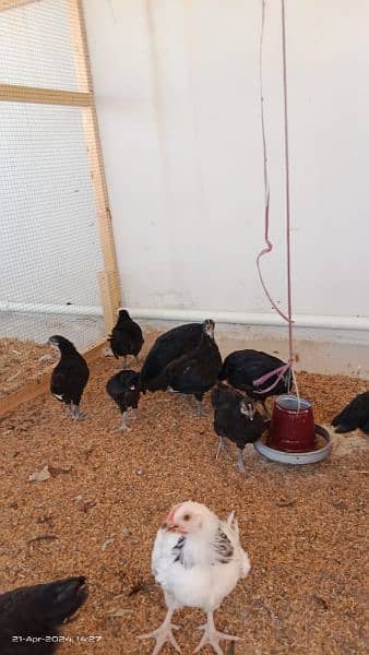 austrolop/Australorp/misri/lohman brown hens/rir /egg layinglohman hen 1