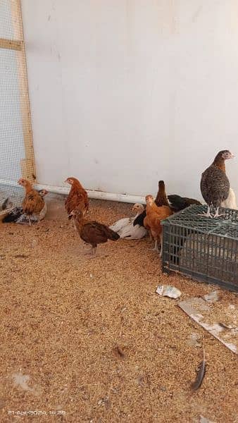 austrolop/Australorp/misri/lohman brown hens/rir /egg layinglohman hen 2