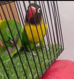 some love birds for sale common Paid