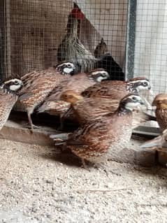 Bob white Quails pairs