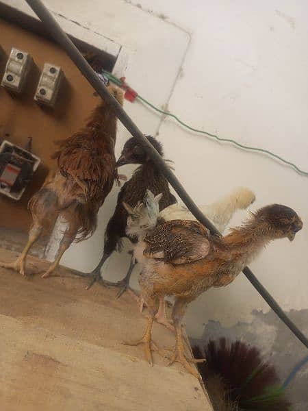 desi 4 chicks for sale 1500 0