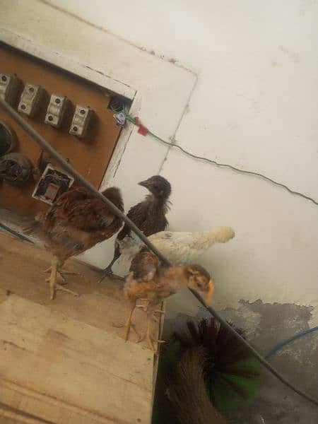 desi 4 chicks for sale 1500 1
