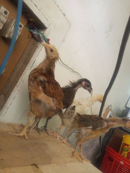 desi 4 chicks for sale 1500 4