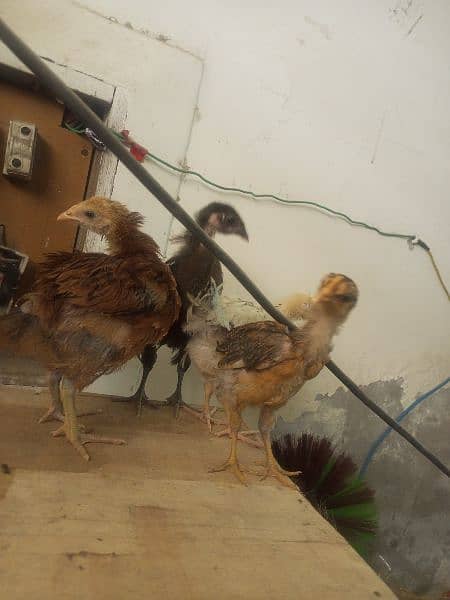 desi 4 chicks for sale 1500 5