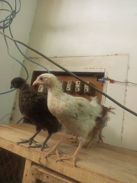desi 4 chicks for sale 1500 7