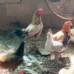 Hen & cocks for sale