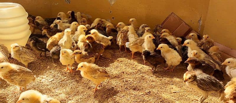 24 days old Golden silver misri chicks 1