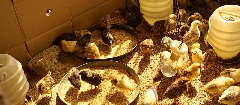 24 days old Golden silver misri chicks 4