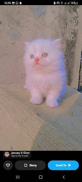 kitten baby 4