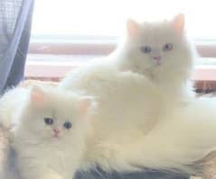 Persian kittens 03134619990