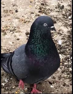 Shahjanpuri pigeons