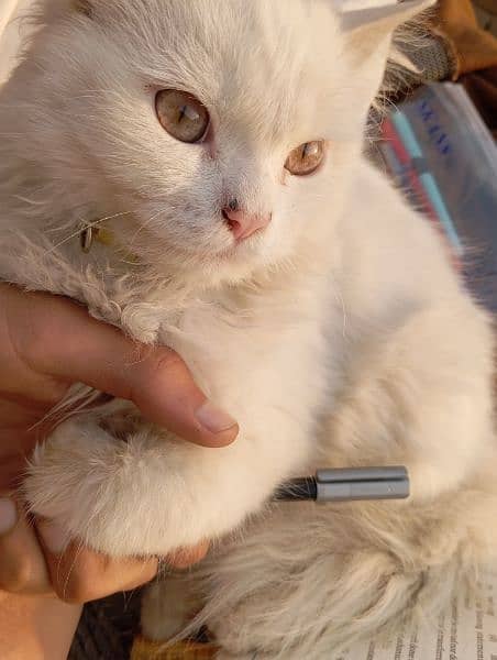 Male Persian Cat for Sale 3