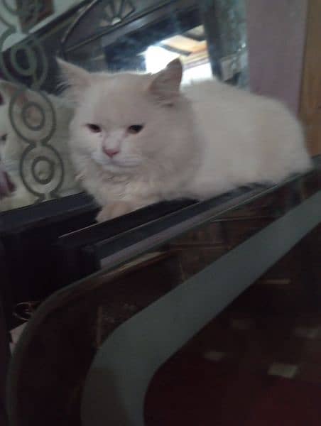 Male Persian Cat for Sale 6