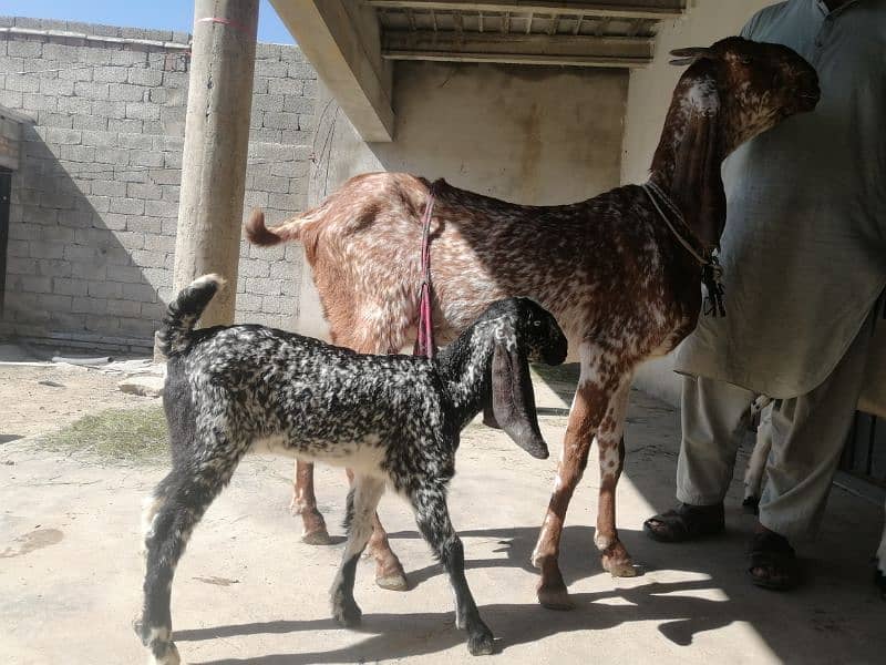 female goat with kid 4