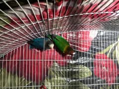 Lovebird Confirm breeder pair Exchange possible