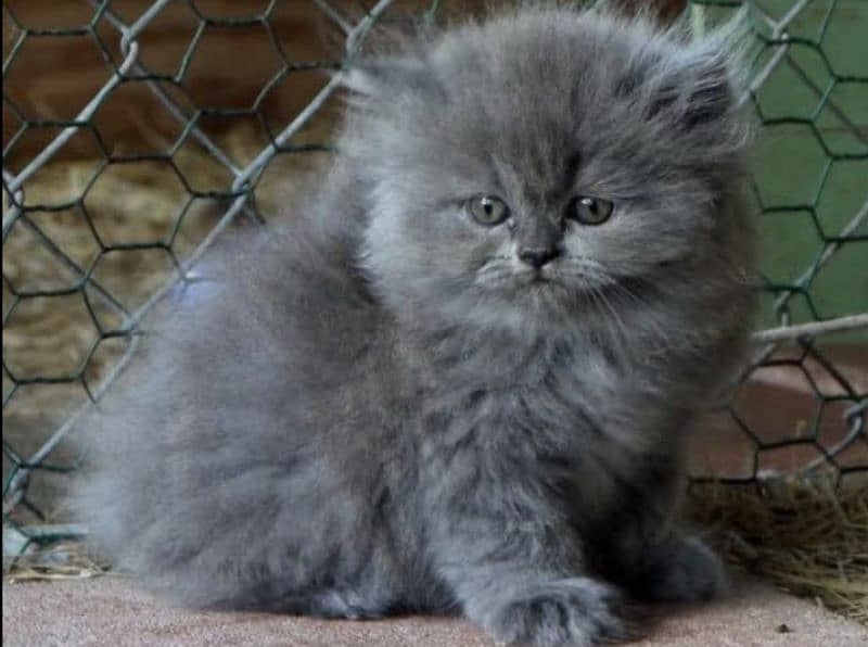 Persian kittens 031346199990 1