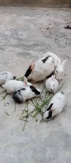 Rabbits baby