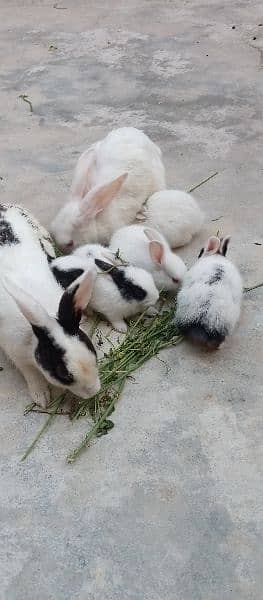 Rabbits baby 2