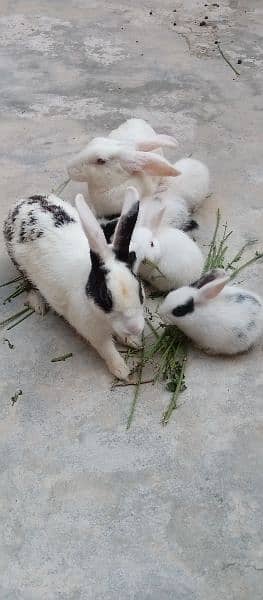 Rabbits baby 3