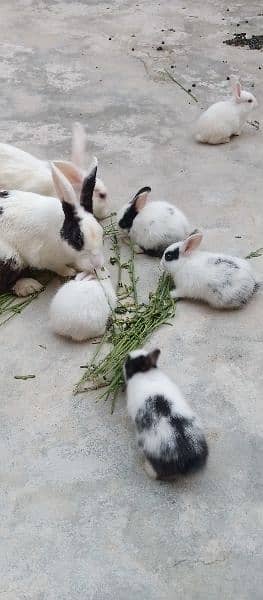 Rabbits baby 4