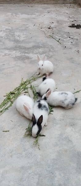 Rabbits baby 5