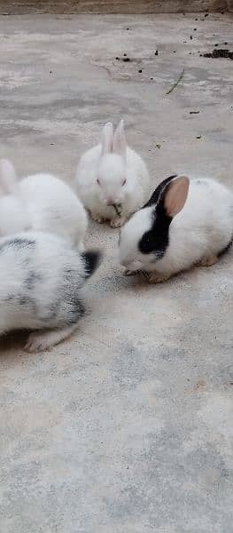 Rabbits baby 6